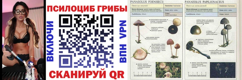Псилоцибиновые грибы Psilocybine cubensis  Невьянск 